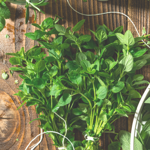 Keep Mosquitos Away with Oregano Mommy Rheum